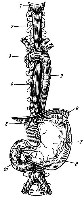 Строение пищевода рисунок. Пищевод и желудок анатомия. Строение пищевода человека анатомия. Анатомические структуры пищевода. Аорта и пищевод анатомия.