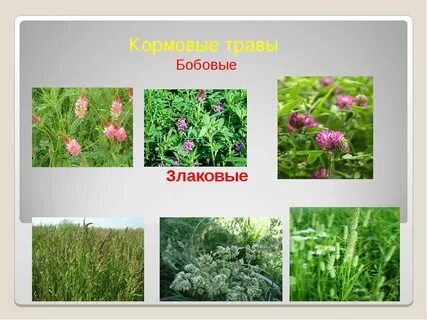 Многолетние кормовые
