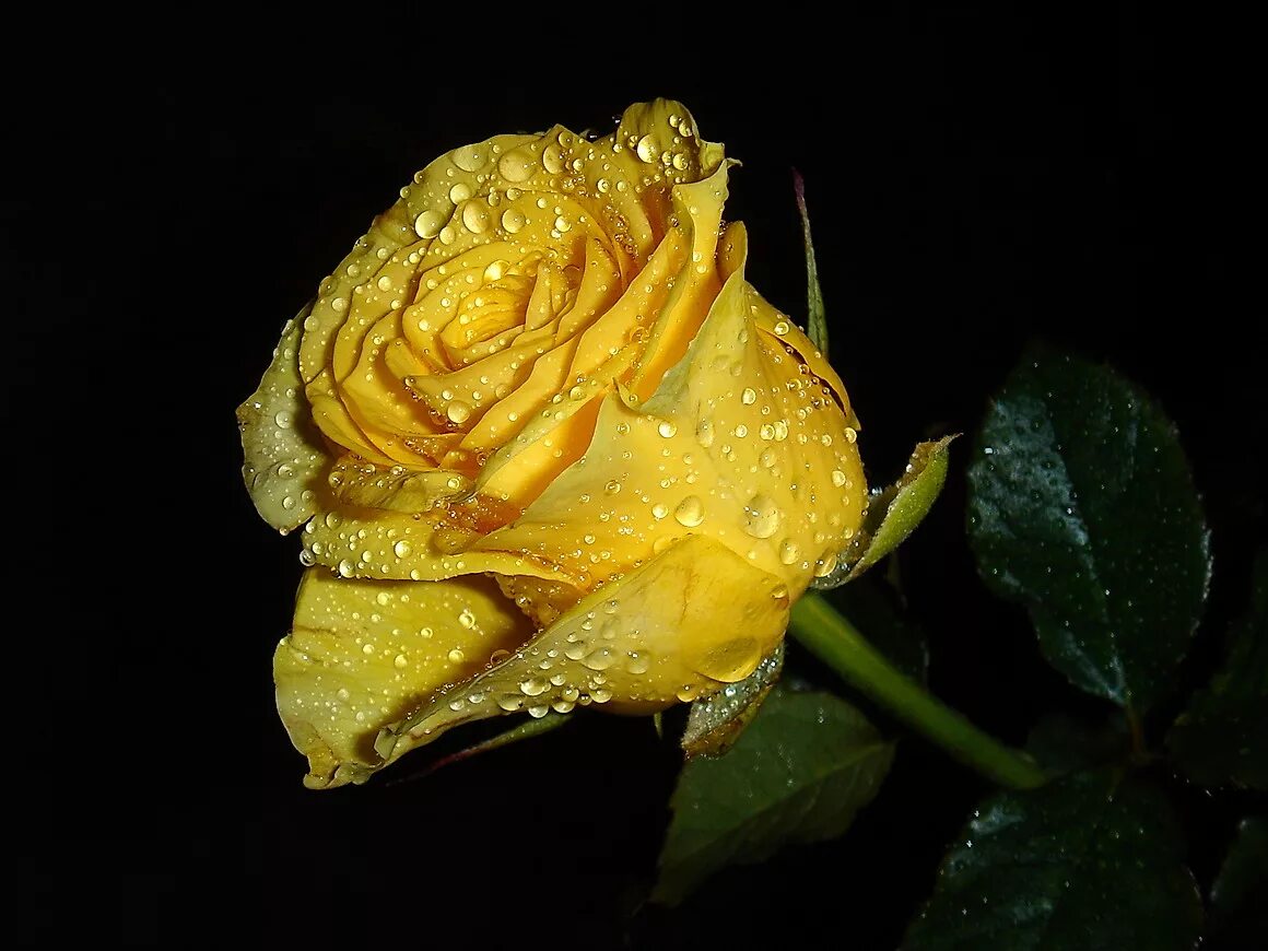 Красивые желтые розы. Цветы желтые розы. Слезы желтого цвета