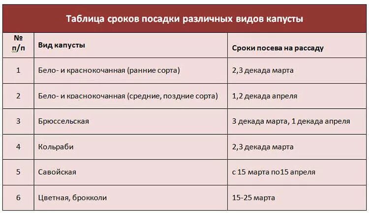 При какой температуре выращивать капусту. Сроки высадки в грунт рассады поздней капусты. Сроки посадки капусты таблица. Сроки посадки поздней капусты в грунт. Таблица высадки семян на рассаду.