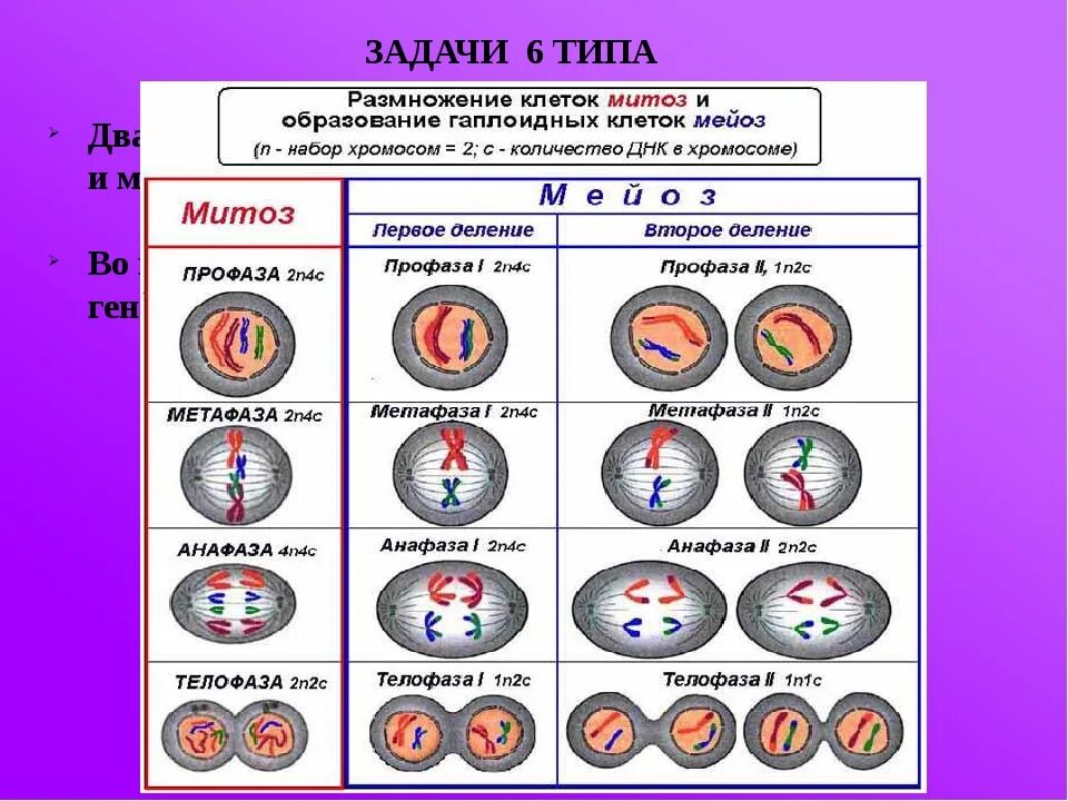 Митоз какой уровень. Фазы митоза хромосомный набор. митоз и мейоз схема по фазам. деление клетки митоз и мейоз таблица. митоз фазы и набор.