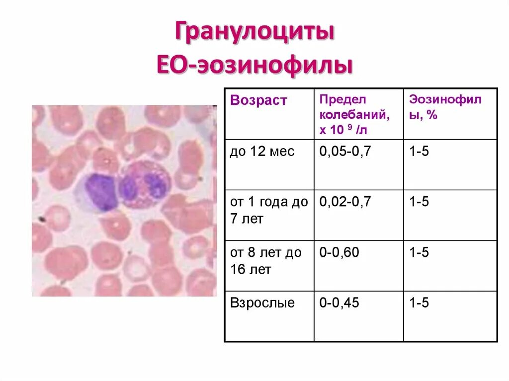 Эозинофилы лейкоцитарная формула. Гранулоциты характеризуются. Гранулоциты гранулоциты. Гранулоциты это. Эозинофилы 6 у взрослого