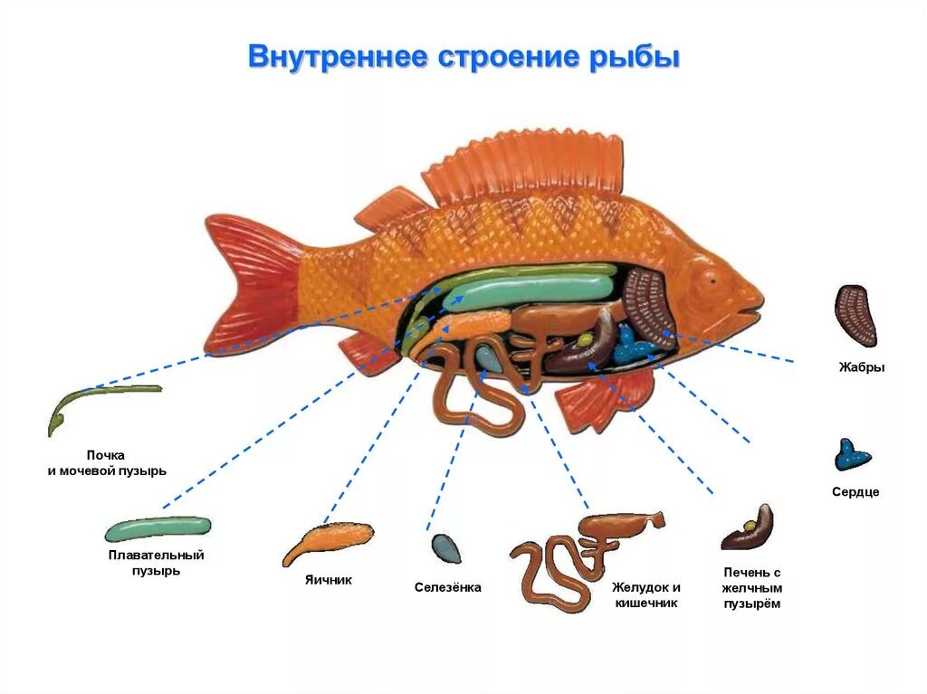 Внутреннее строение карася. Строение карася биология. Строение селезенки у рыб. Анатомическое строение рыбы. Внутреннее строение рыбы.