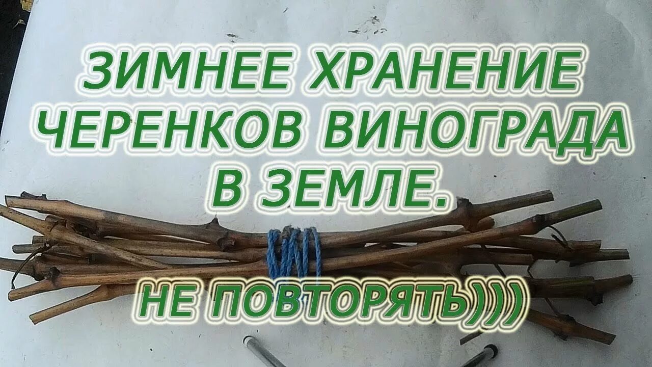 Хранение винограда на зиму. Хранение черенков винограда зимой. черенки винограда проращивание. хранение черенков в холодильнике. черенки винограда хранение зимой и проращивание весной.