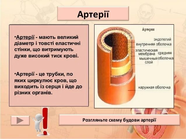 Толстая стенка сосуда. Схема строения стенки артерии. Стенки артерий упругие.