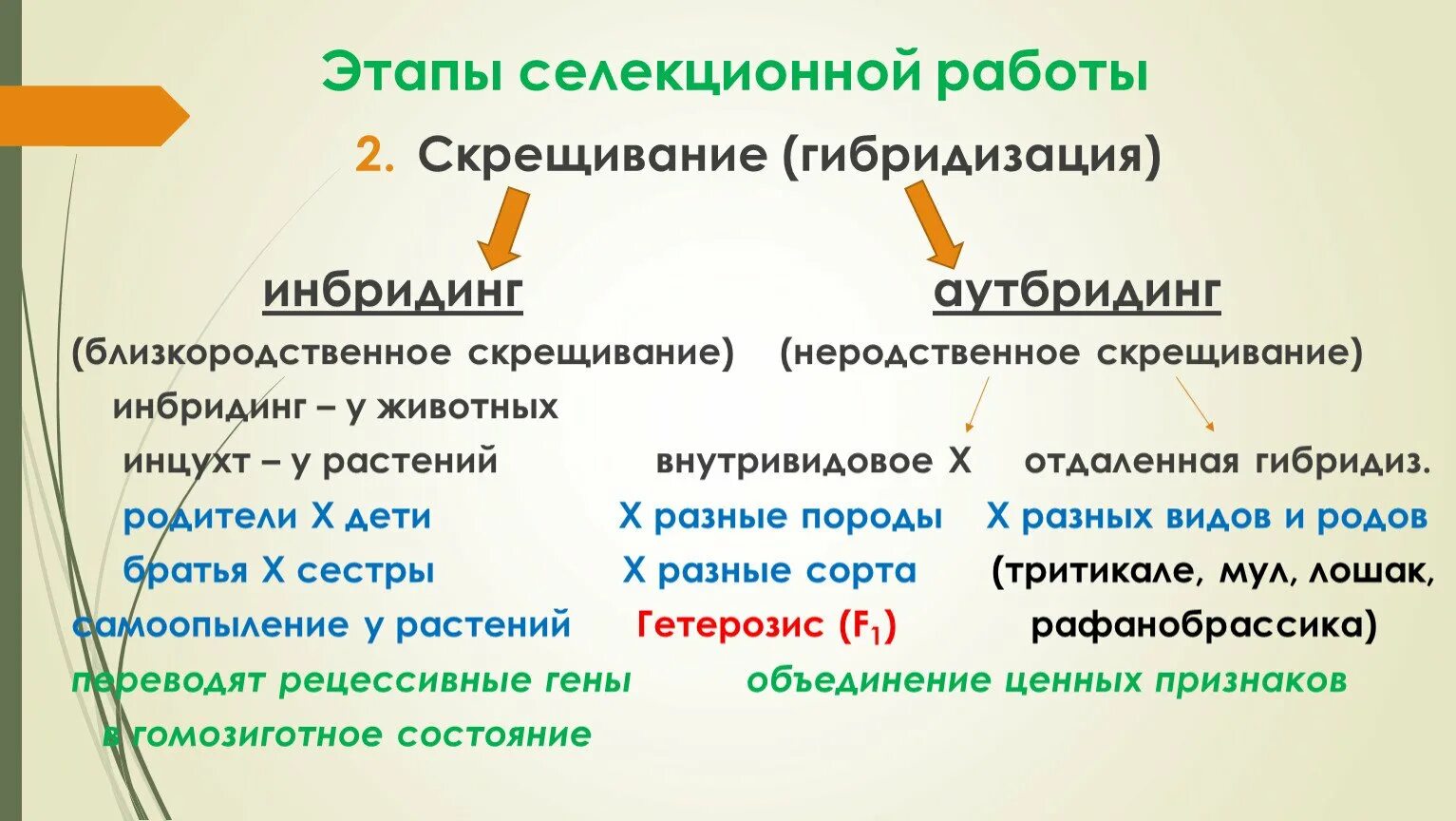 Аутбридинг. Гибридизация аутбридинг. Инбридинг и аутбридинг. Инбридинг аутбридинг гетерозис.