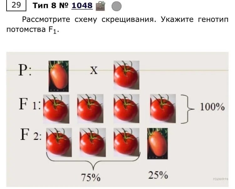 Генотип 1 f1