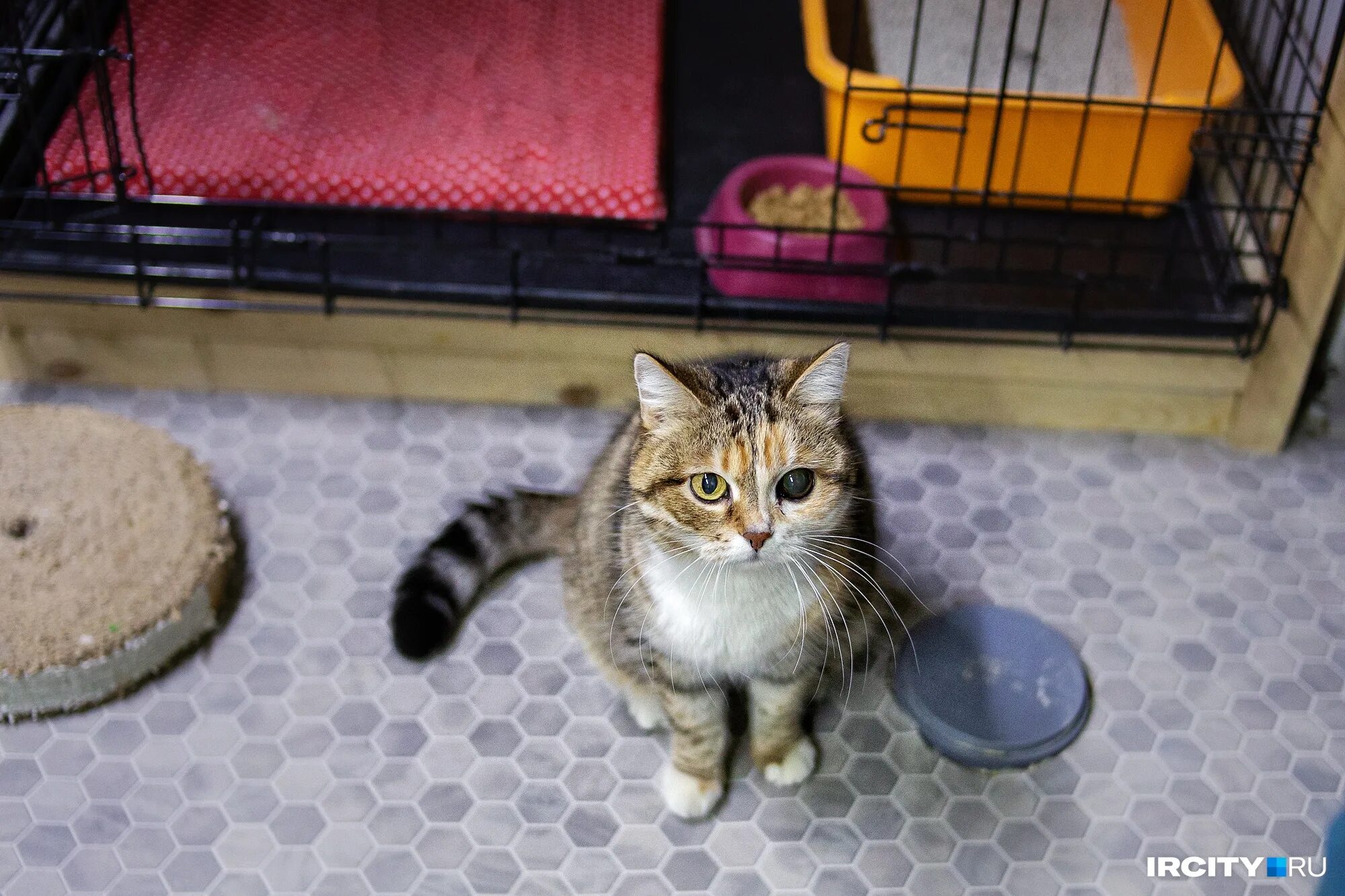 Который заканчивается для кота