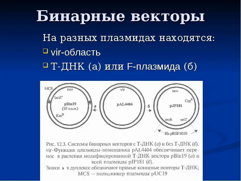 Векторы плазмиды. Бинарный вектор. Бинарный векторные системы в генетической инженерии растений. Бинарные векторы на основе ти плазмиды. Презентация на тему плазмиды.