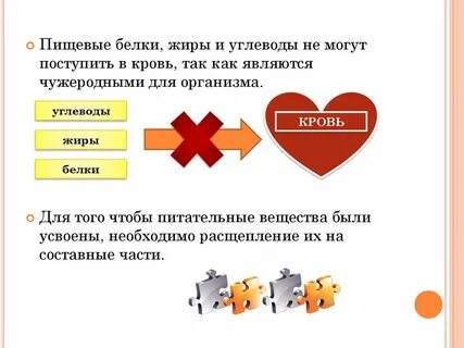Белки жиры и углеводы поступают в организм