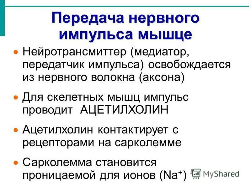 Нервно-мышечный синапс физиология механизм. Сокращение мышечного волокна. Передача нервного импульса к мышцам повышение. Схема передачи возбуждения в синапсе. Передача импульса в нервной системе.
