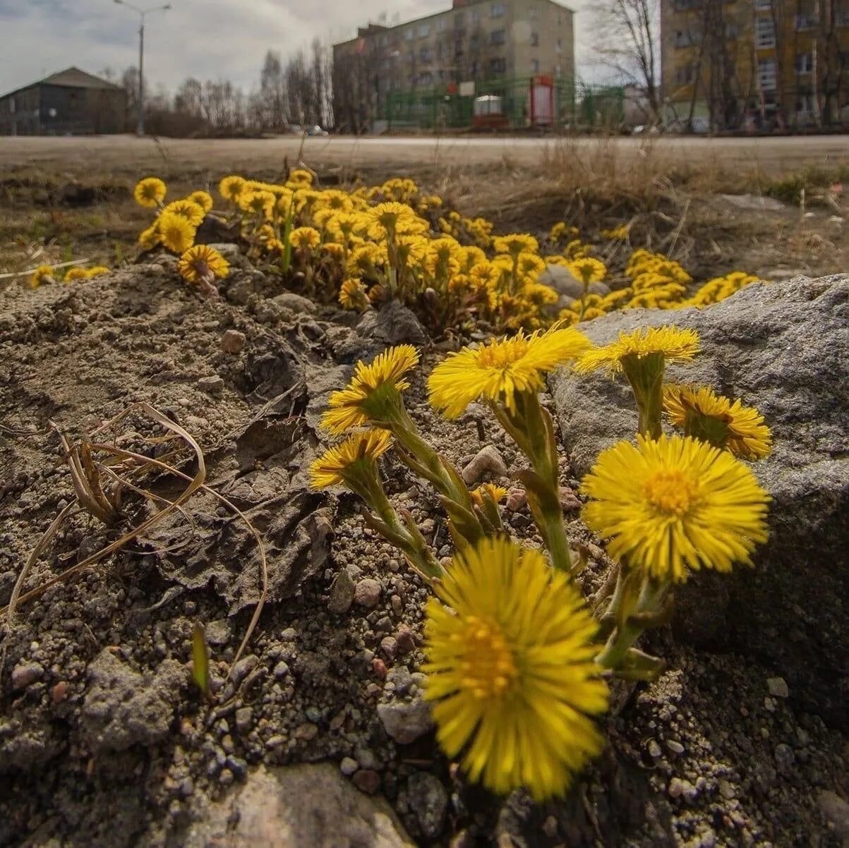 Когда в этом году зацвела мать мачеха. Мать и мачеха в Приморском крае. Когда в этом году зацвела мать и мачеха. Фон с желтыми цветочками мать и мачеха. Мать и мачеха живопись.