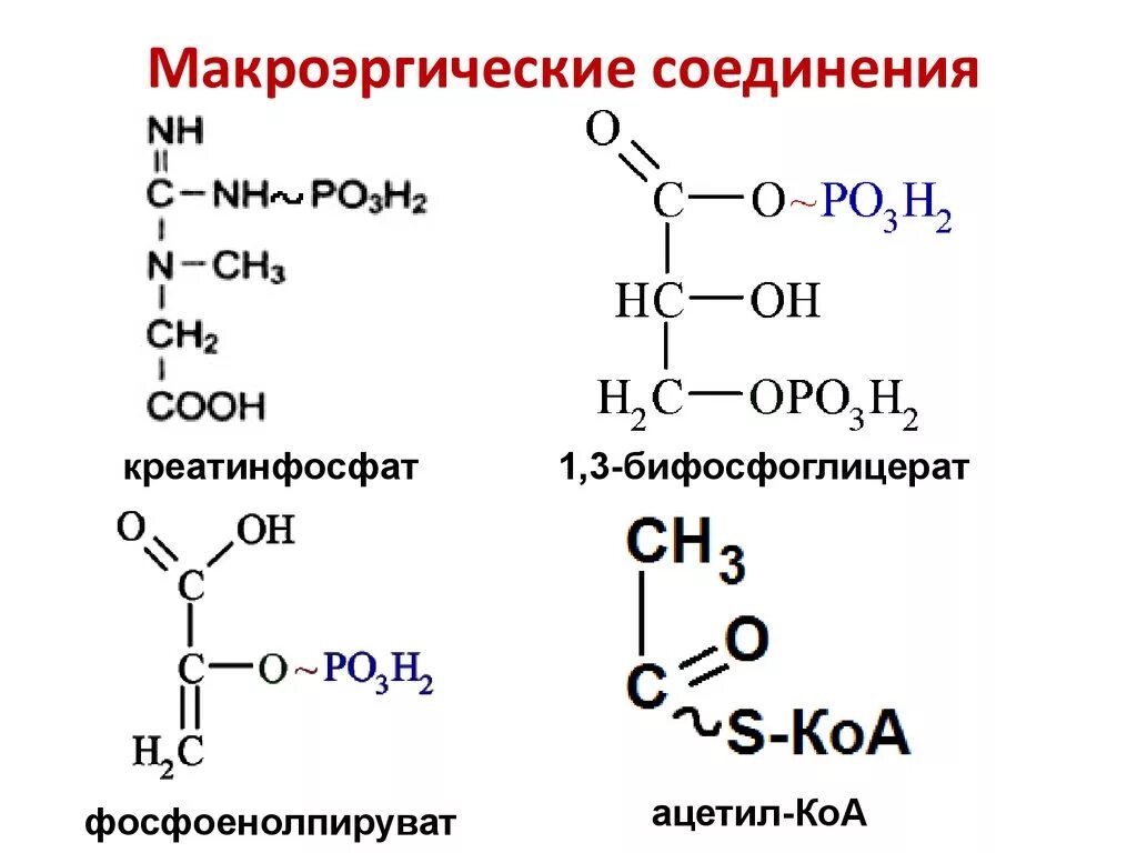 Макроэрги. Макроэргические соединения биохимия строение. Структура основных макроэргических соединений. Макроэргические соединения сукцинил-КОА. Макроэргические соединения типы макроэргических.