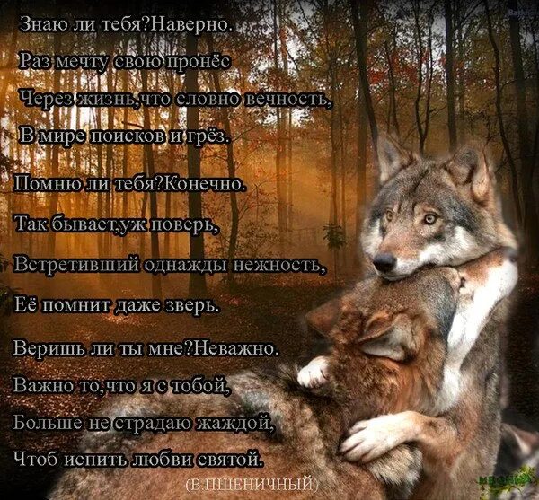 Даже животных
