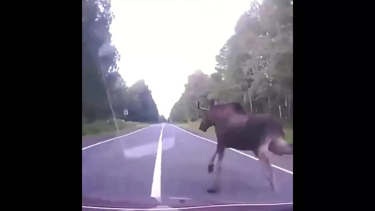 Столкновение с лосем на дороге. Лось перебегает дорогу перед машиной.