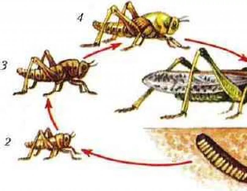 Развитие с неполным превращением сараняи. Развитие с неполным превращением у саранчи. Развитие насекомого саранчи с неполным превращением. Развитие кузнечика с неполным превращением. Прямокрылые насекомые развитие