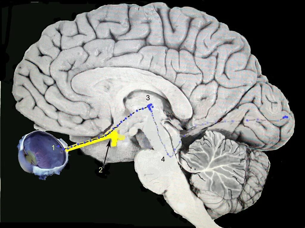 Головной мозг. Зрительные центры головного мозга. Зрительный центр в коре головного мозга. Зрительное восприятие мозг. Проведенные на головном мозге