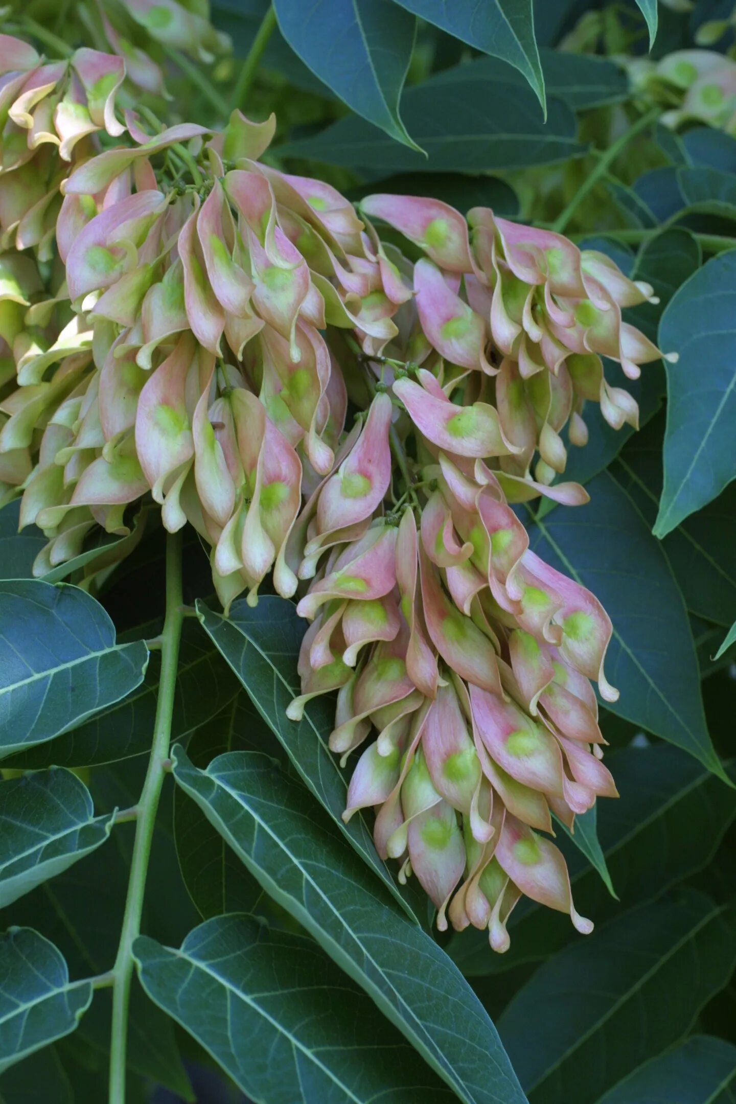 Айлант высочайший. Айлант растение. Айлант Альтиссима. Ailanthus altissima плод. Айлант дерево листья.