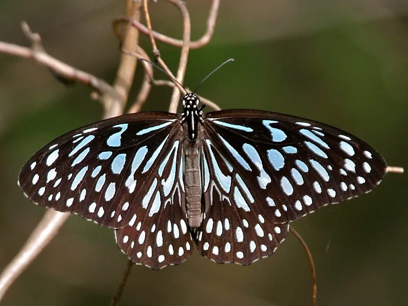 Shijimiaeoides divina бабочка. Shijimiaeoides divina бабочка. Бабочка аполлон фельдера. Бабочки саратовской обл в красной книге фото. Божественная бабочка 7 букв.