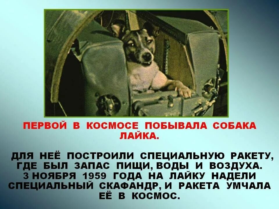 В каком году полетели собаки. Собака лайка которая 1 полетела в космос. Собака космонавт лайка 1957 год. Лайка первый космонавт. 1957 Г. первый космический пассажир – собака лайка..