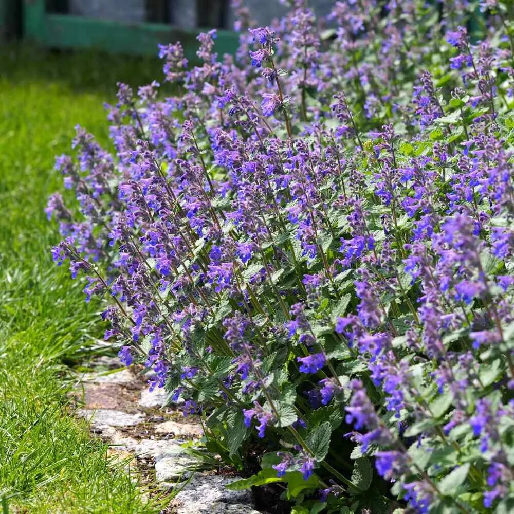 Котовник фассена сорта. Котовник фассена six hills giant. котовник фассена (nepeta faassenii). котовник фассена кит кат. котовник кошачий базилио.