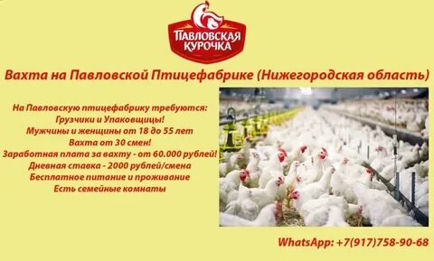 Новгород птицефабрика