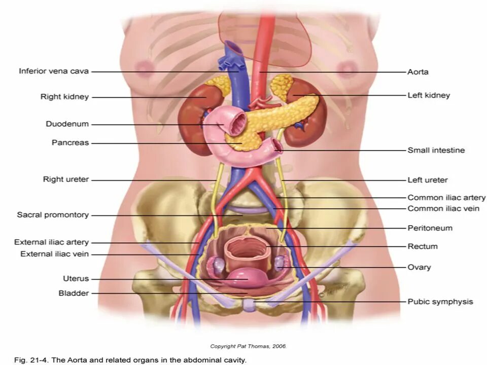 Внутренние органы женщины картинка. Анатомия органов брюшной полости. Анатомия органов человека брюшной полости женщины. Строение внутренних органов женщины брюшная полость. Схема органов брюшной полости женщины.