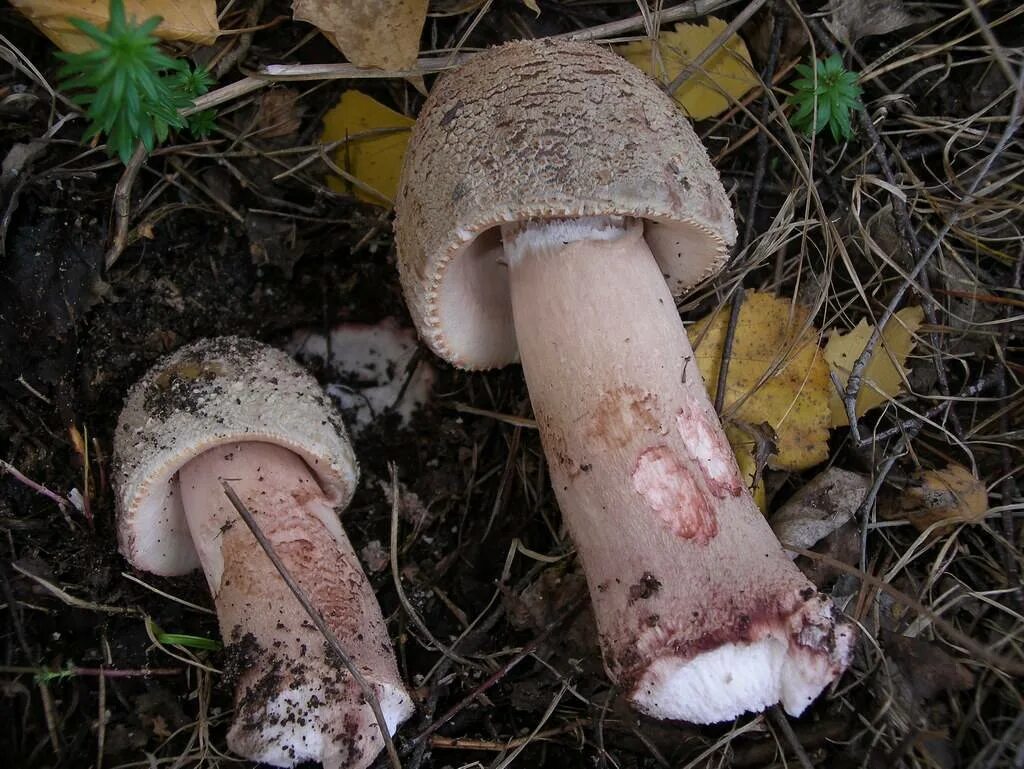 Amanita rubescens мухомор краснеющий. Мухомор серо-розовый краснеющий. Мухомор краснеющий серо-розовый съедобный. Гриб розовый мухоморах.