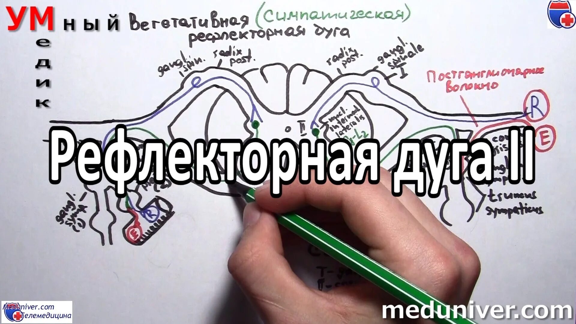 Схема рефлекторной дуги отдергивания руки от горячего. Нервная карта стопы. Начертите схему рефлекторной дуги отдергивания. Рефлекторная дуга слухового анализатора схема. Схема рефлекса растяжения физиология.