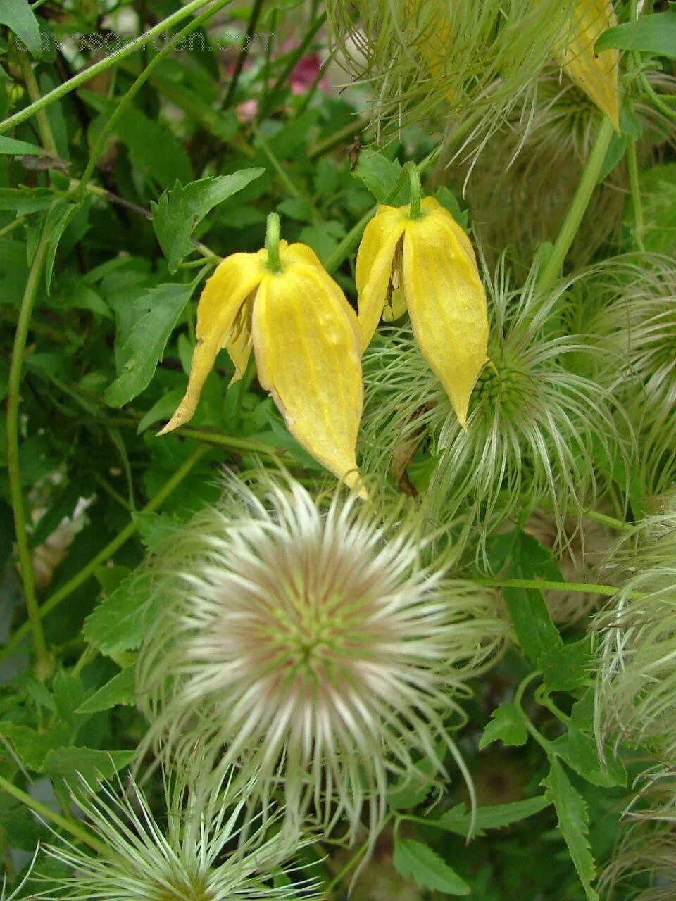 Клематис тангутский (clematis tangutica). Клематис тунгутикарадар любви. Клематис тангутский (clematis tangutica). Клематис тунгусский описание. Клематис тунгусский описание.