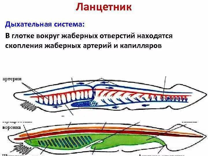 Диафрагма у хордовых. Схема пищеварительной дыхательной системы ланцетника. Дыхательная система ланцетника схема. Пищеварительная система ланцетника схема. Внутреннее строение ланцетника дыхательная система.