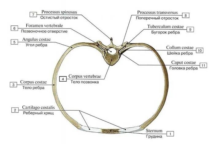 Соединение ребер с грудиной анатомия. Соединения ребер с позвонками и грудиной анатомия. Соединение ребер с позвоночником анатомия. Грудина и ребра соединение костей.