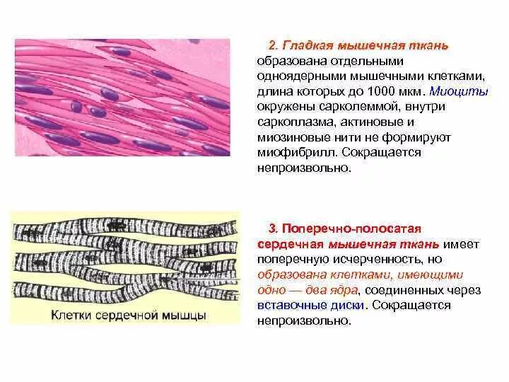 Какая особенность гладкой мышечной ткани. Органоиды гладкой мышечной ткани. Миофибриллы в гладкой мышечной ткани. Межклеточные соединения гладкой мышечной ткани. Клетки поперечно мышечной ткани.