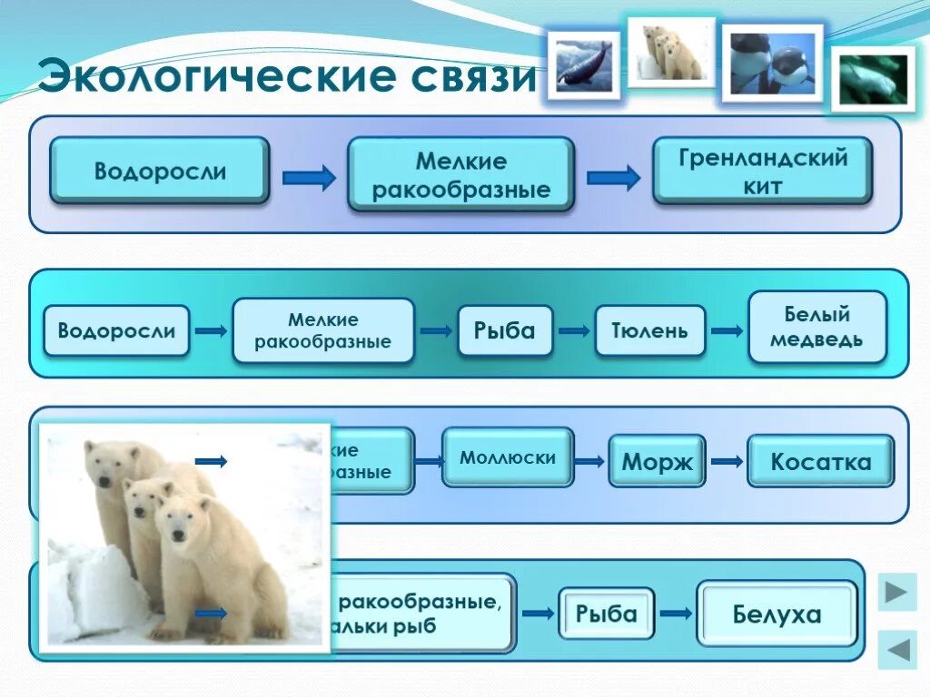 Примеры экологических связей. Экологические связи схема. Экологические связи в природе. Что такое экологические связи 4 класс. 3 примера экологии