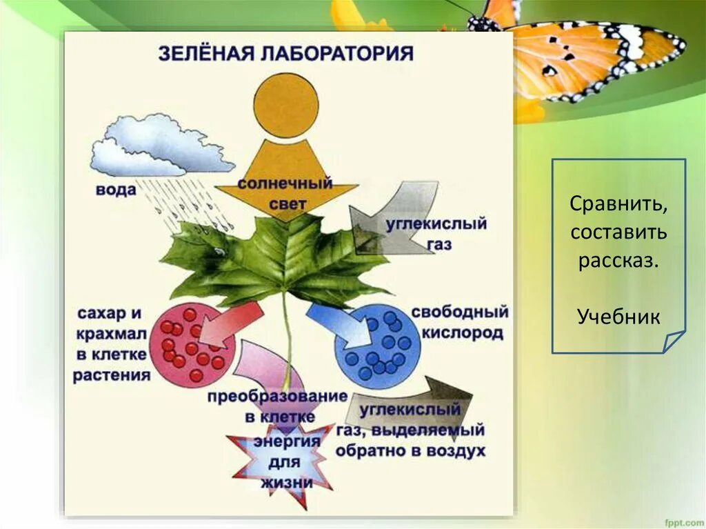 Источником энергии для жизни организмов является. Питание живых организмов фотосинтез. Схема фотосинтеза у растений биология. Схема процесса фотосинтеза. Фотосинтез зеленых растений.