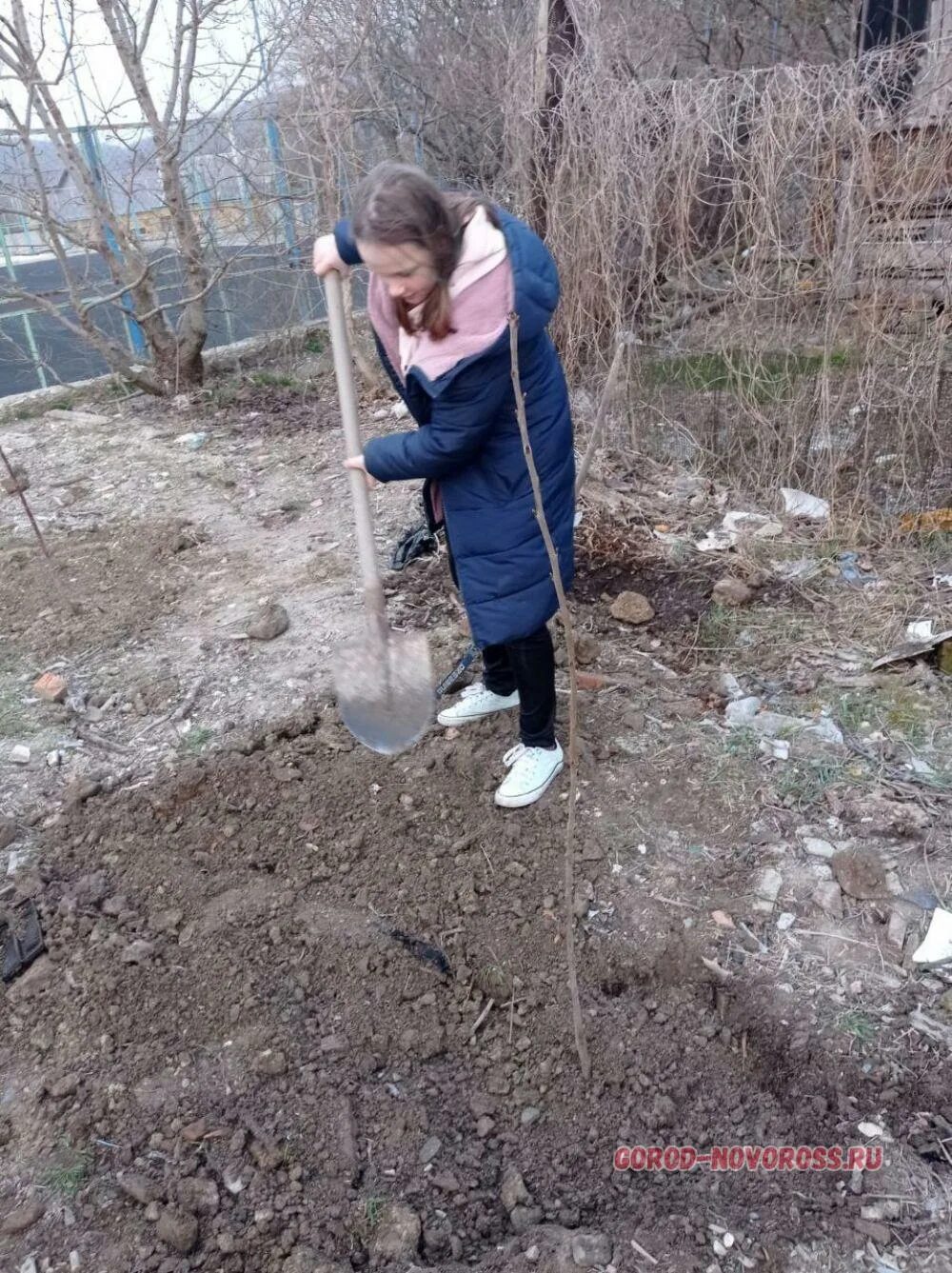 Посадили дерево в честь