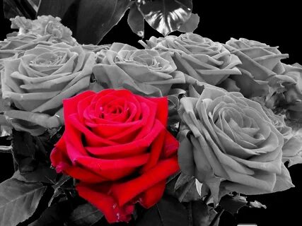 Роза черно белая (55 фото) .