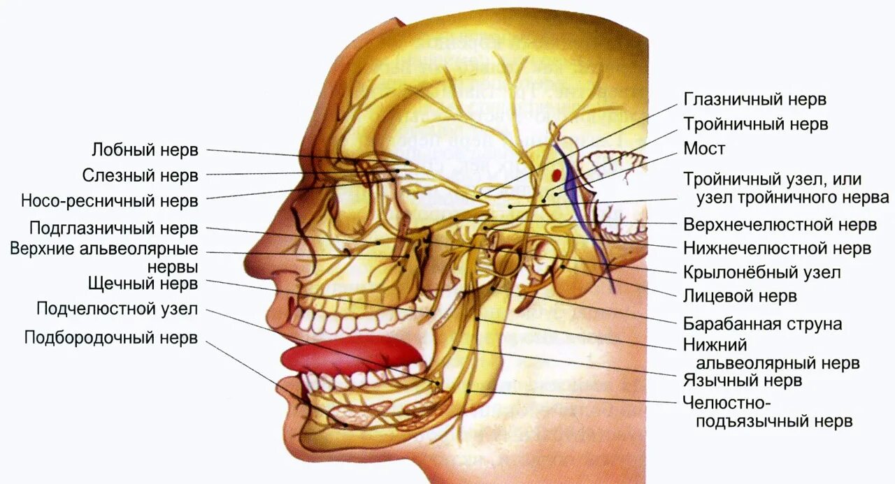 Карта лицевых нервов. Иннервация 5 тройничный нерв. Ветви тройничного нерва анатомия. Ветви тройничного нерва схема. Лицевой и тройничный нерв анатомия.