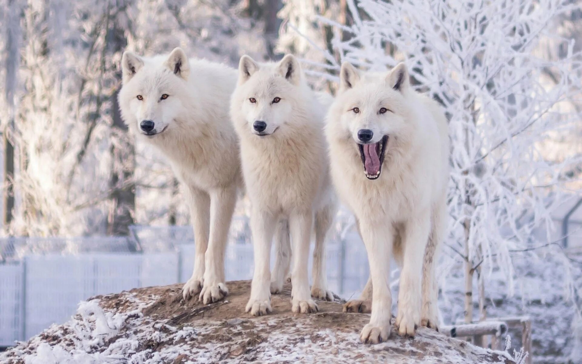 Волкособ альбинос. Белый Полярный волк. Полярный волкособ. Арктический волкособ. Стая на английском