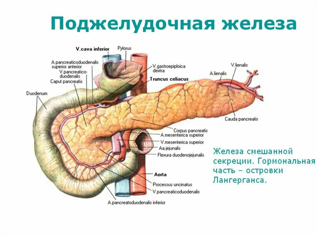 Каково внутреннее строение поджелудочной железы. Поджелудочная железа строение латынь. Поджелудочная железа анатомия вид спереди. Анатомические структуры поджелудочной железы. Анатомия поджелудочной железы человека Синельников.