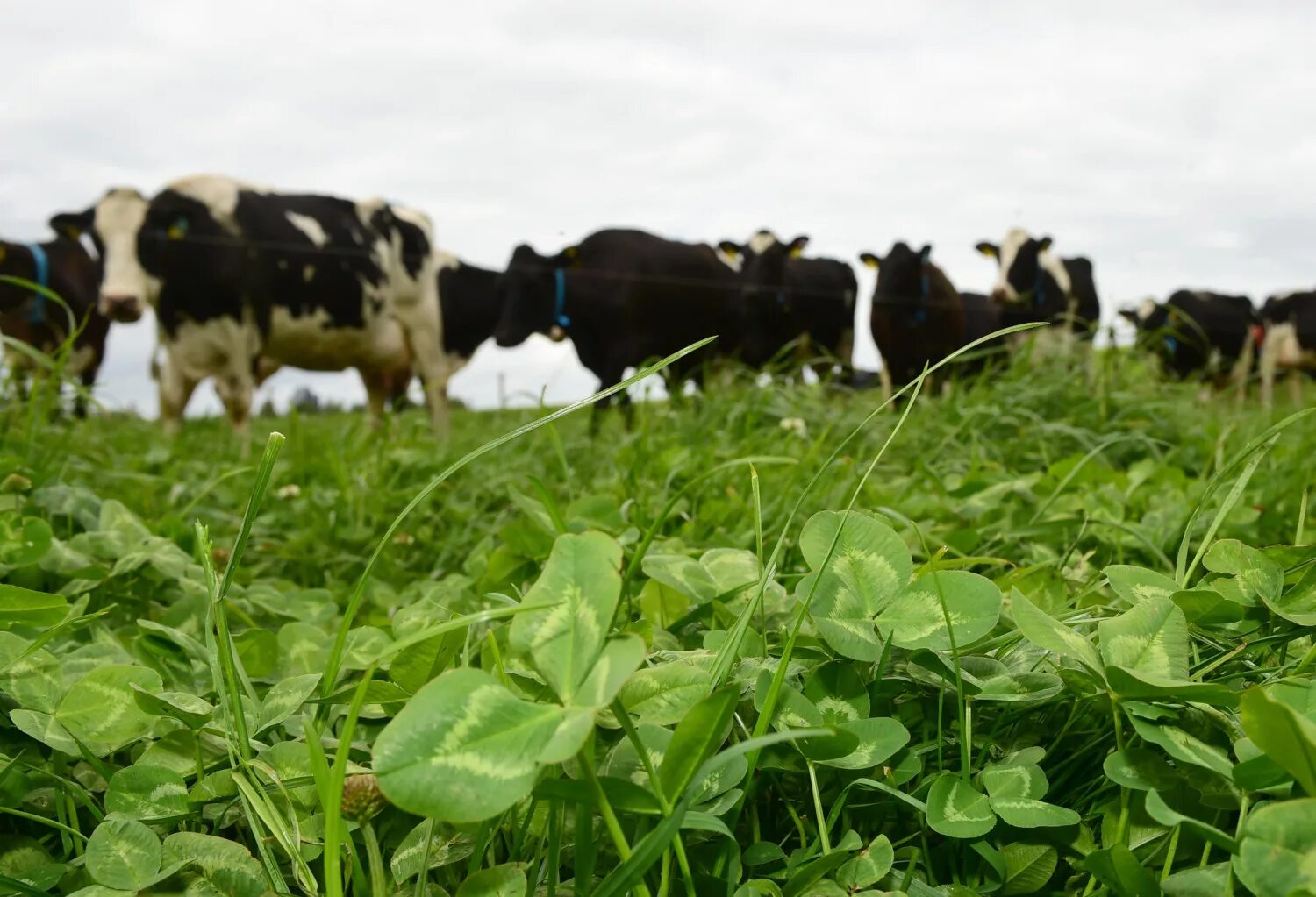 Farm call. Pastoral Farming. Clover ferma. Yonca. Boxer animal Farm.