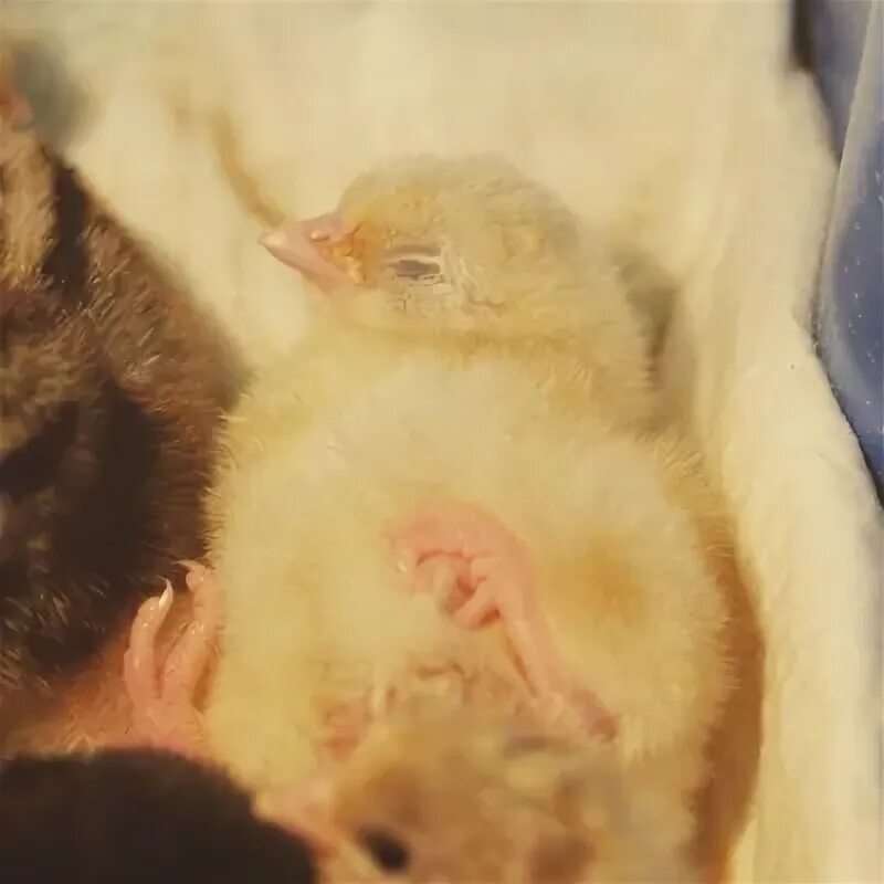 Видеть во сне цыплят. Сон маленькие цыплятки. Вылупляются цыплята во сне.