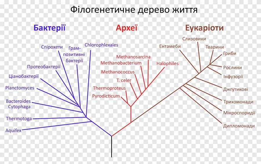 Древо живого. Филогенетическое филогенетическое Древо. Дендрограмма филогенетическое дерево. Филогенетическое дерево эволюции. Филогенетическое дерево эукариот.