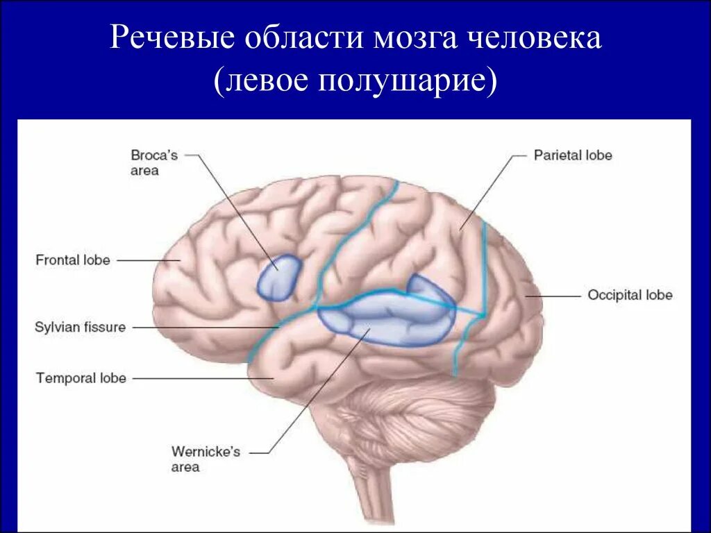 О каком отделе мозга идет речь. Речевая область мозга. Речевой отдел мозга. Речевые структуры мозга. Речевые зоны мозга.