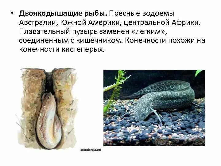 Где обитают двоякодышащие. Подкласс двоякодышащие. костные рыбы двоякодышащие. двоякодышащий протоптер. двоякодышащие общая характеристика.
