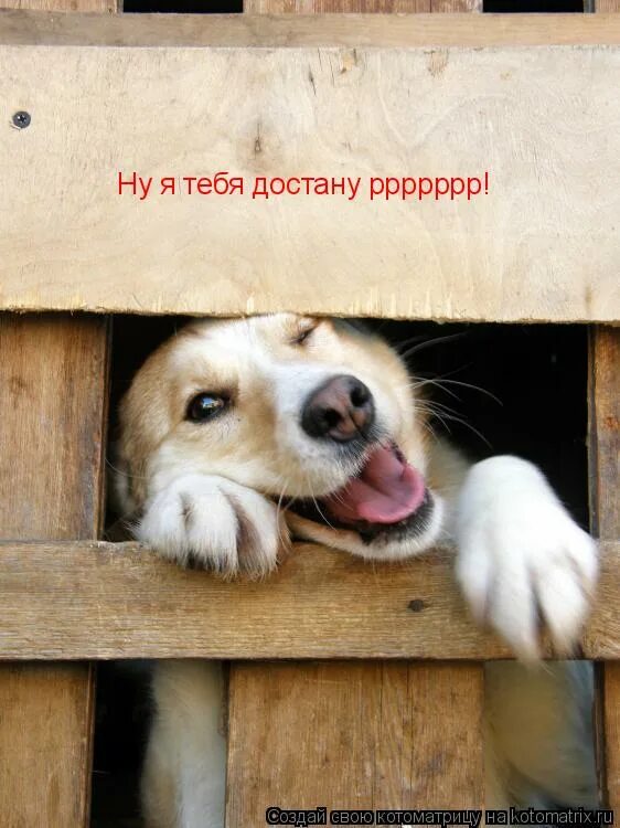 собака выглядывает. веселая собака. классные собаки.