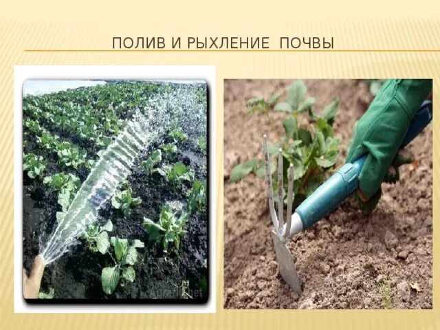 Почему рыхление почвы называют сухой поливкой каковы. Рыхление почвы и полив растений. рыхлить почву. рыхление грунта. рыхление почвы в саду.