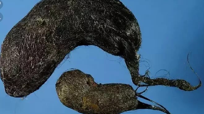 Пища для красивых волос. Волосы едят как называется. Волосы едят как называется. Продукты для здоровых волос. Волосы едят как называется.