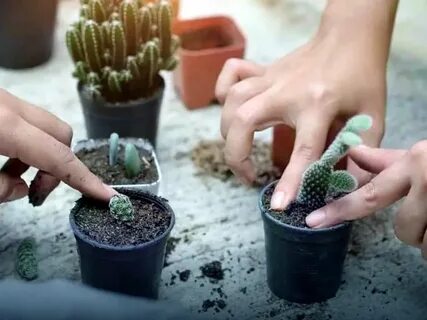 В какое время года пересаживать кактусы