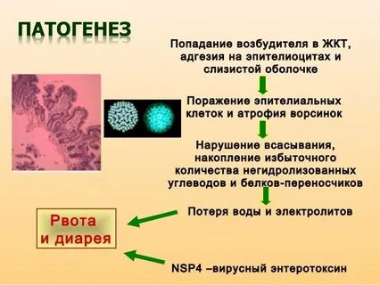 Патогенез ротавирусной инфекции